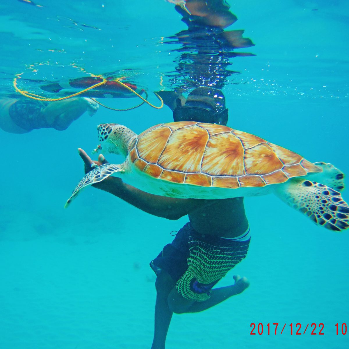 Barbados Snorkeling