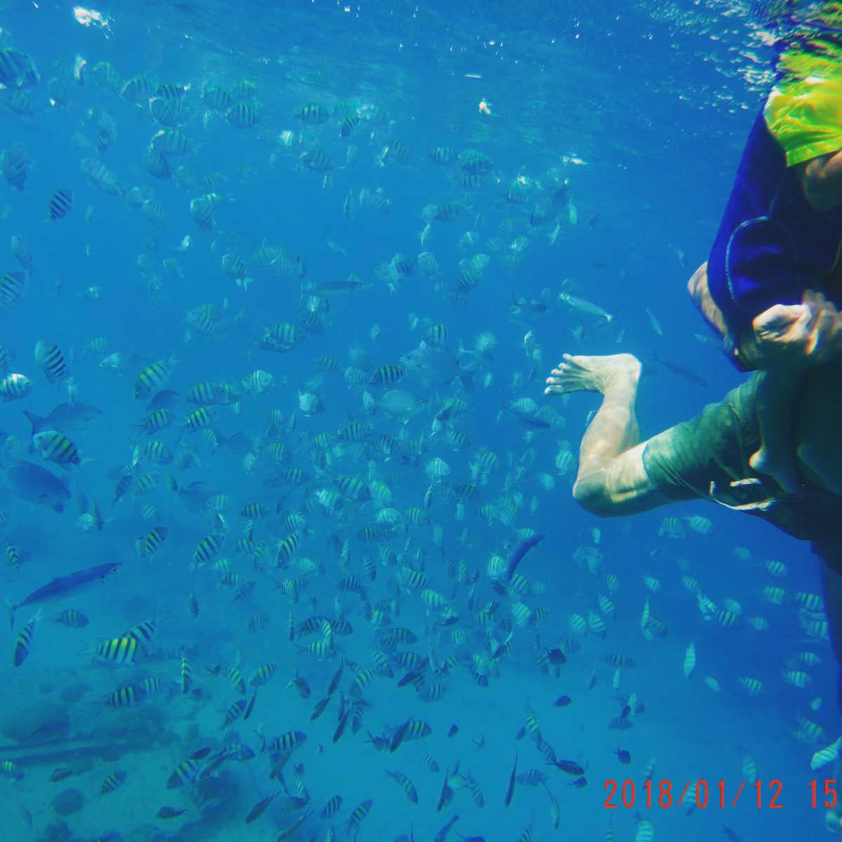 Barbados Snorkeling with fish and shipwrecks
