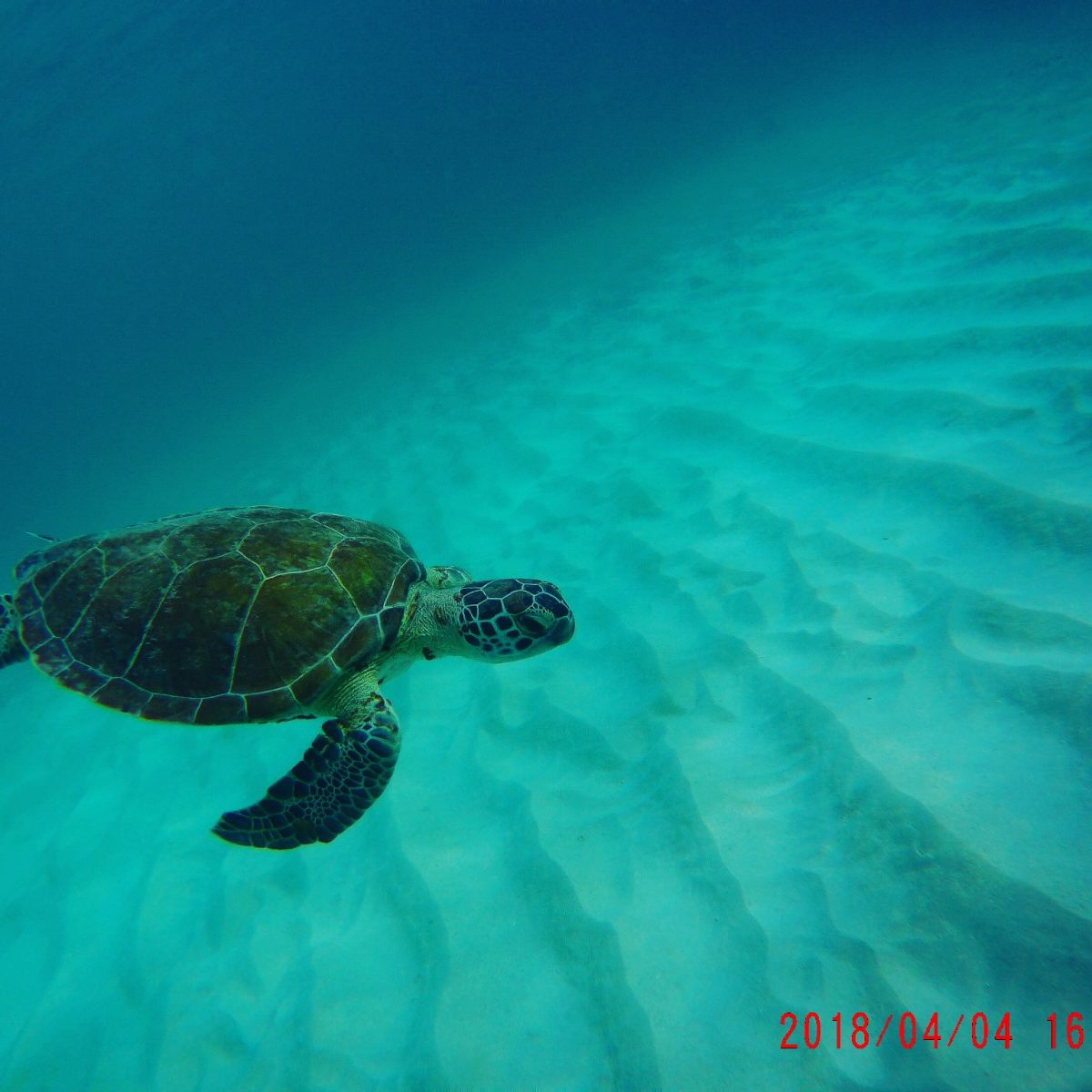Barbados Snorkeling with Turtles