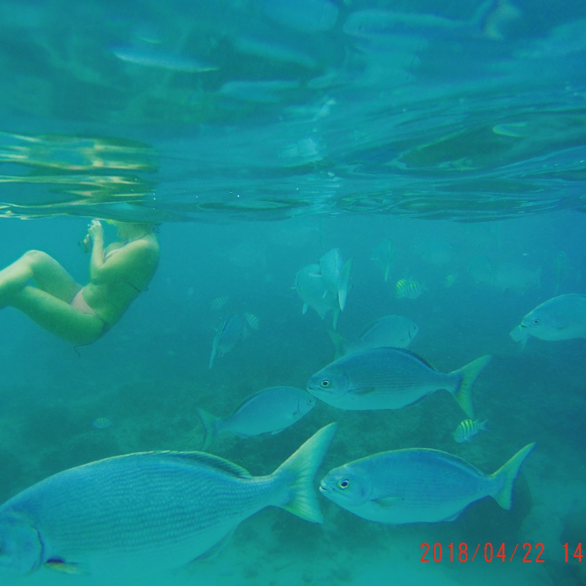 Barbados Snorkeling with fish