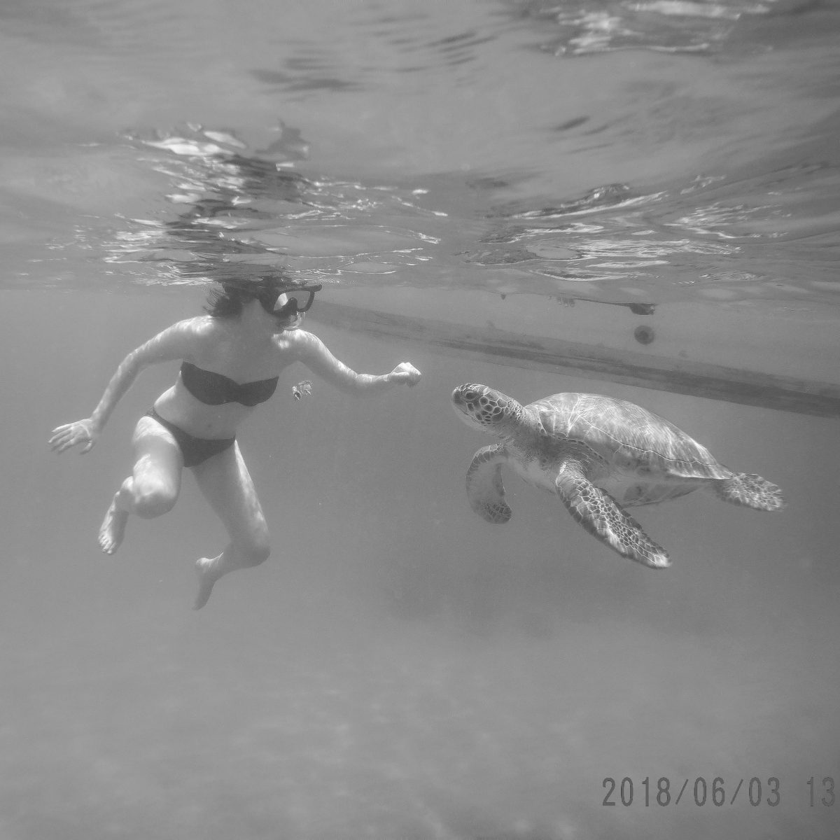 Barbados Snorkeling with Turtles