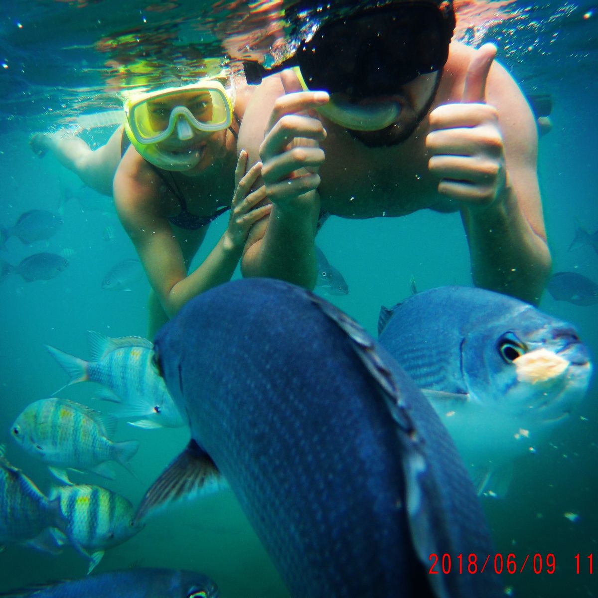 Barbados Snorkeling with Fish